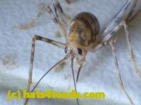 /home//u458753944/public_html/sourcegallery///////////Insects and small critters/grasshoppers and crickets (Orthoptera)/P1060131.JPG